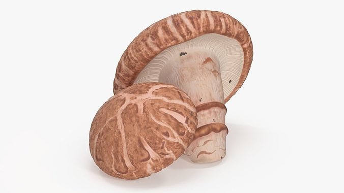 Shiitake 3D model