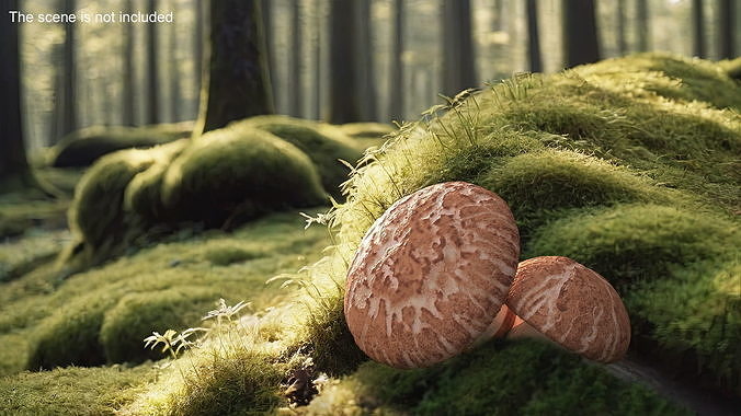 Shiitake 3D model 3