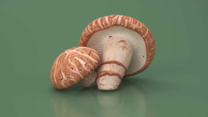 Shiitake 3D model 5