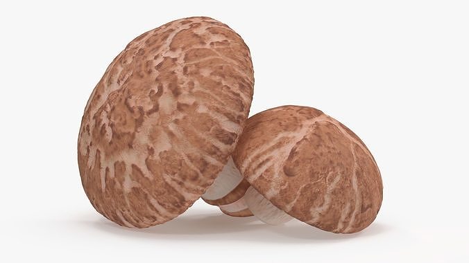 Shiitake 3D model 7