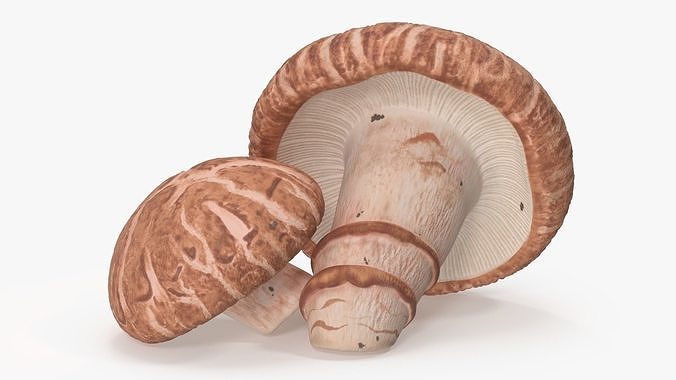 Shiitake 3D model 6