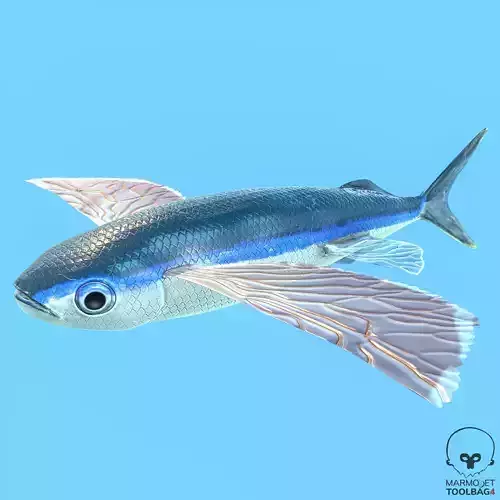 Atlantic flying fish