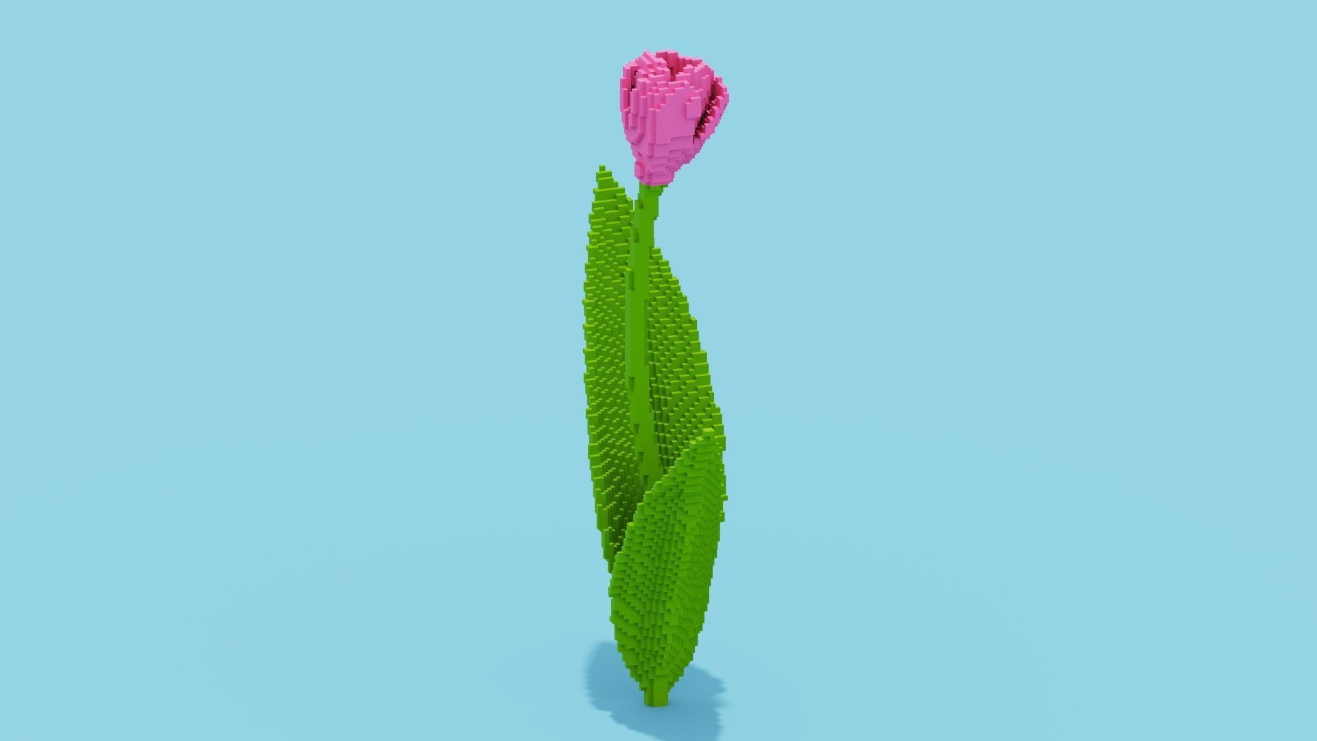 Tulip Voxel Low-poly 3D model_10