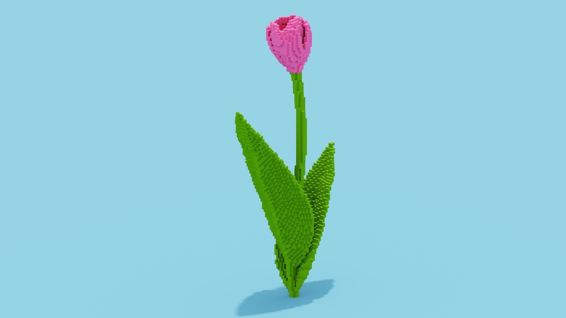 Tulip Voxel Low-poly 3D model_6
