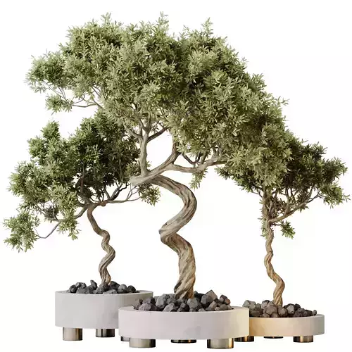 Kalamata Leccino Arbequina Wilsonii Chemlali Olive Set 32 3D model
