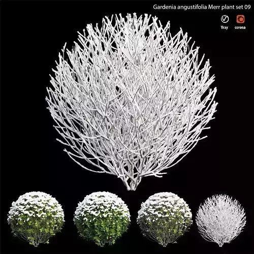 Gardenia angustifolia merr 09