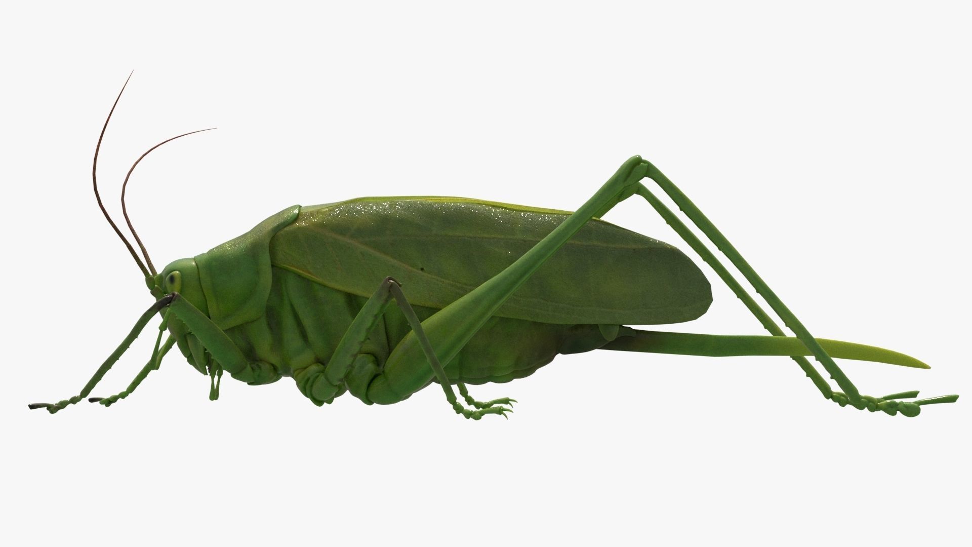 4K Katydid Low-poly 3D model_4