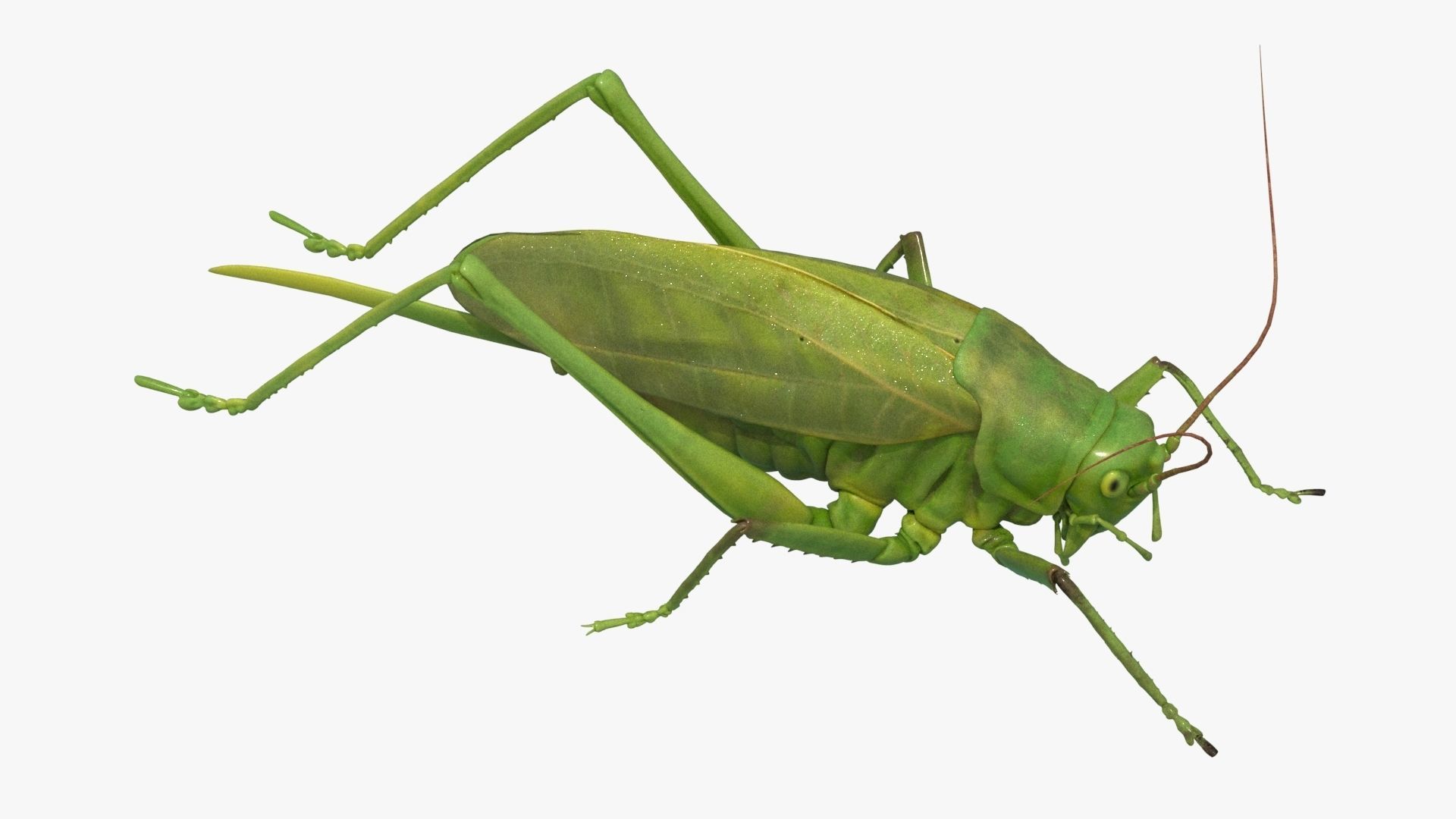 4K Katydid Low-poly 3D model_5