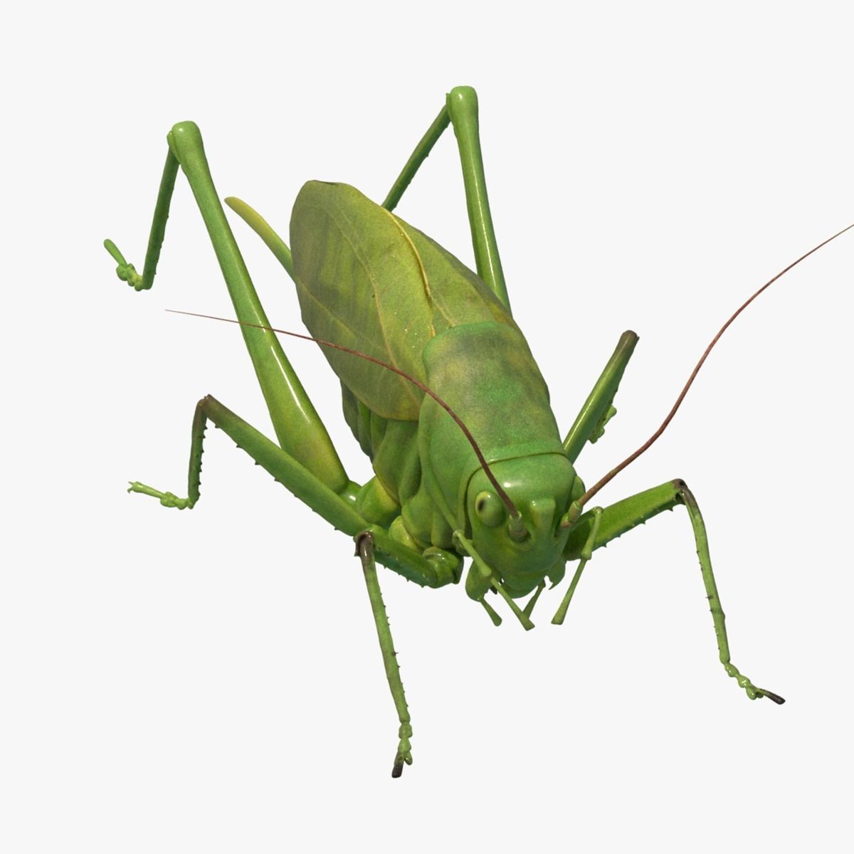 4K Katydid Low-poly 3D model_11