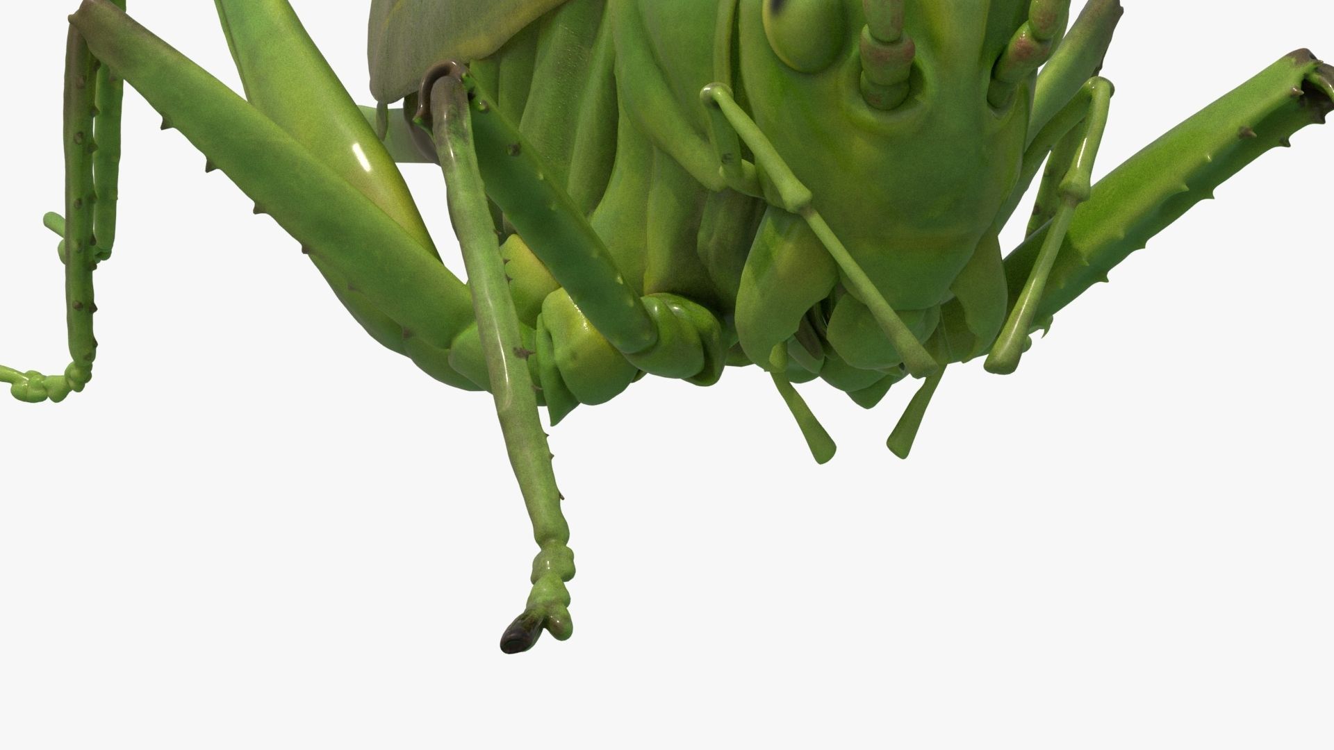 4K Katydid Low-poly 3D model_8