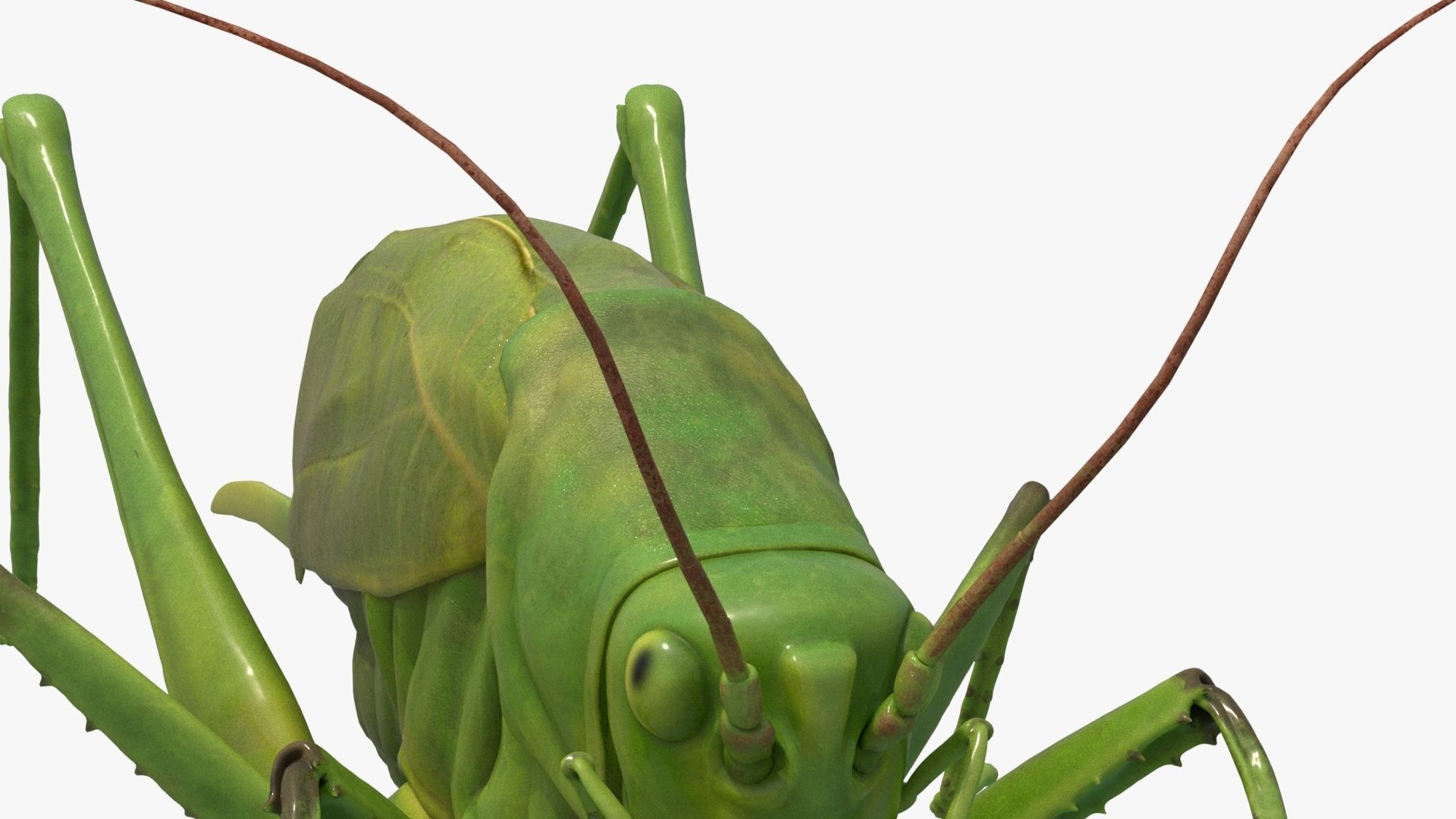 4K Katydid Low-poly 3D model_7