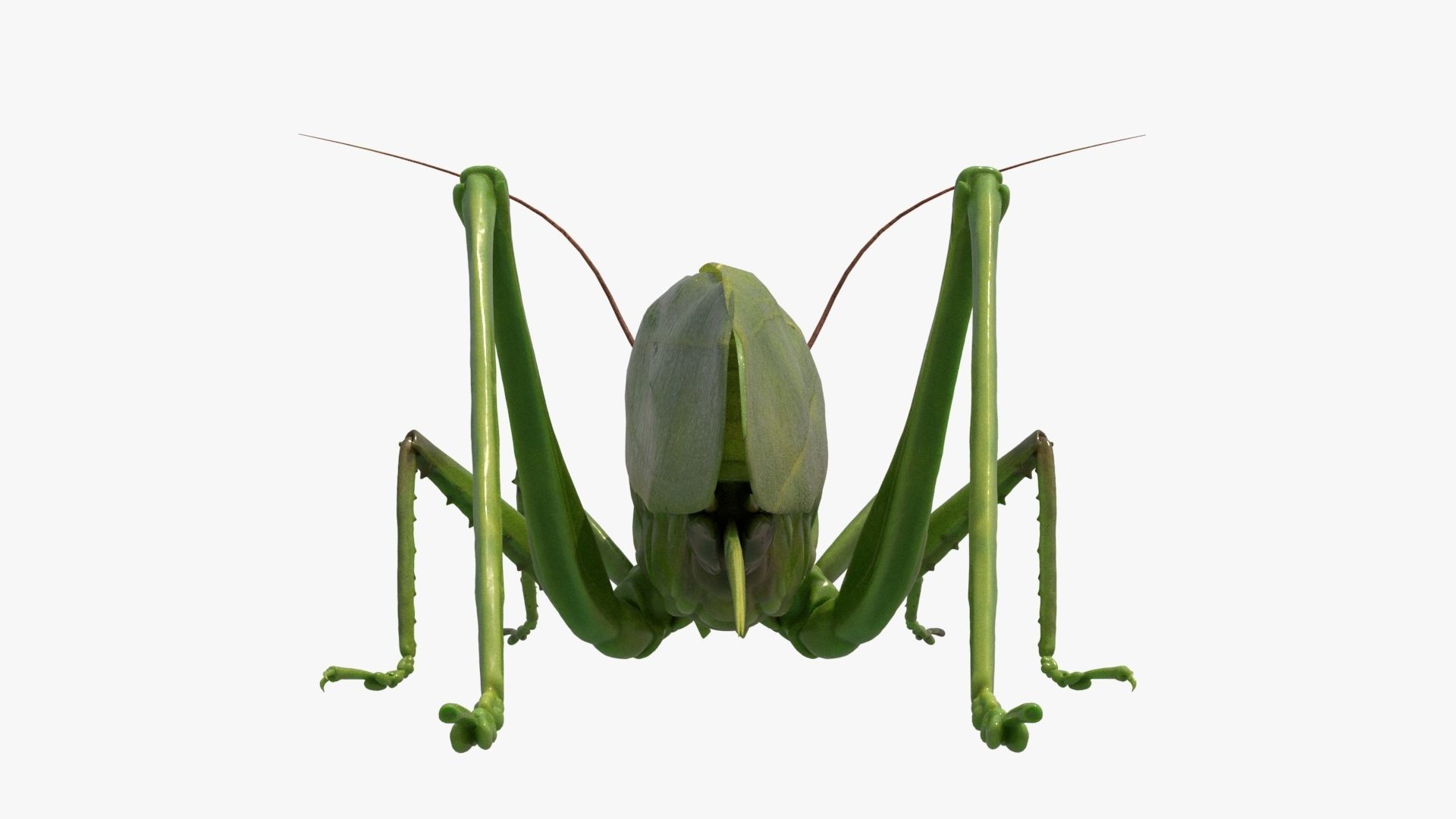 4K Katydid Low-poly 3D model_3