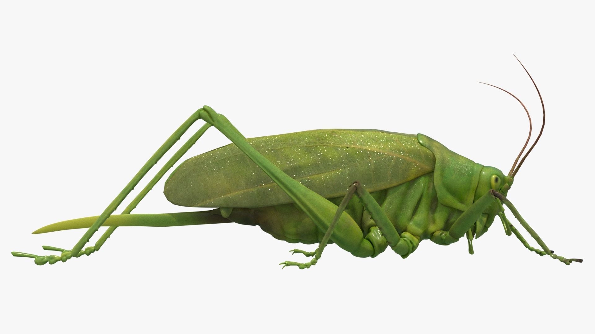 4K Katydid Low-poly 3D model_2