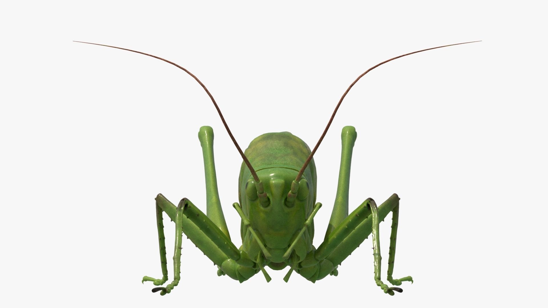 4K Katydid Low-poly 3D model_1