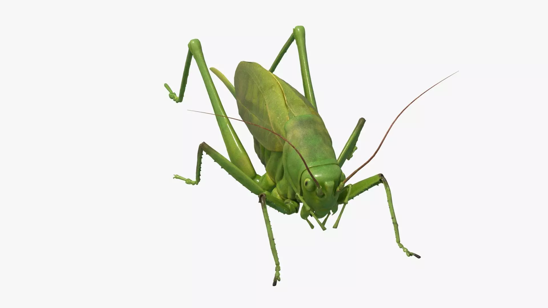 4K Katydid Low-poly 3D model_0