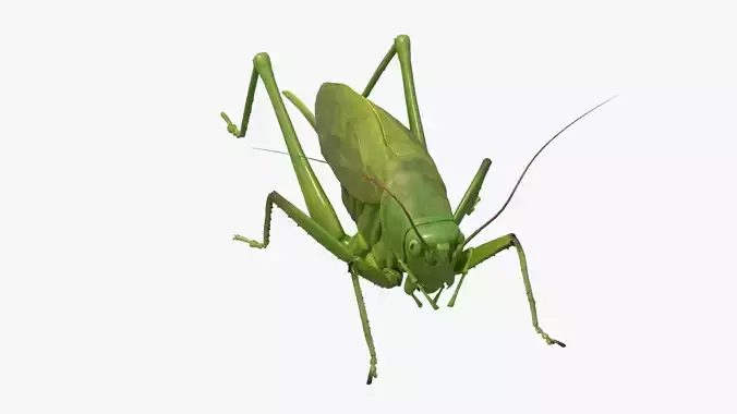 4K Katydid Low-poly 3D model
