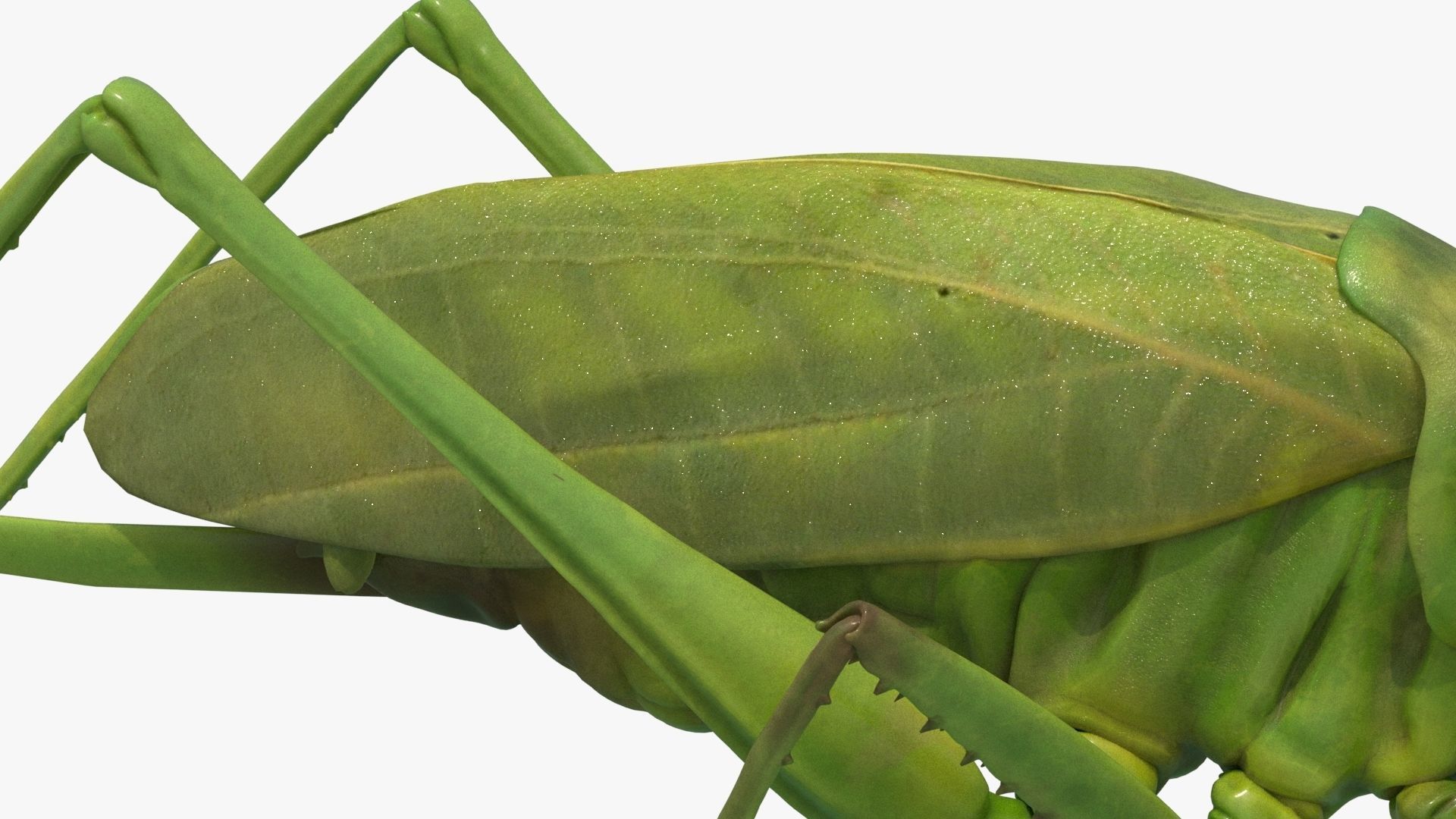 4K Katydid Low-poly 3D model_10