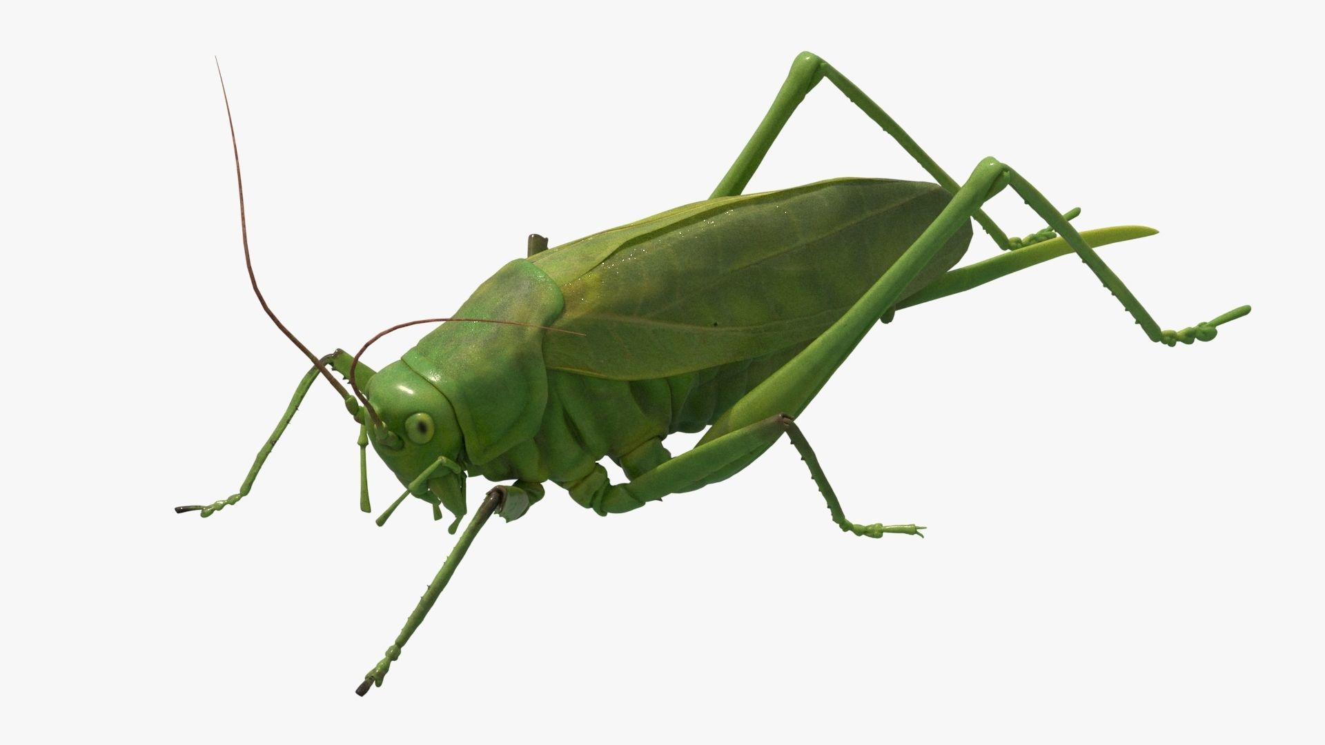 4K Katydid Low-poly 3D model_6