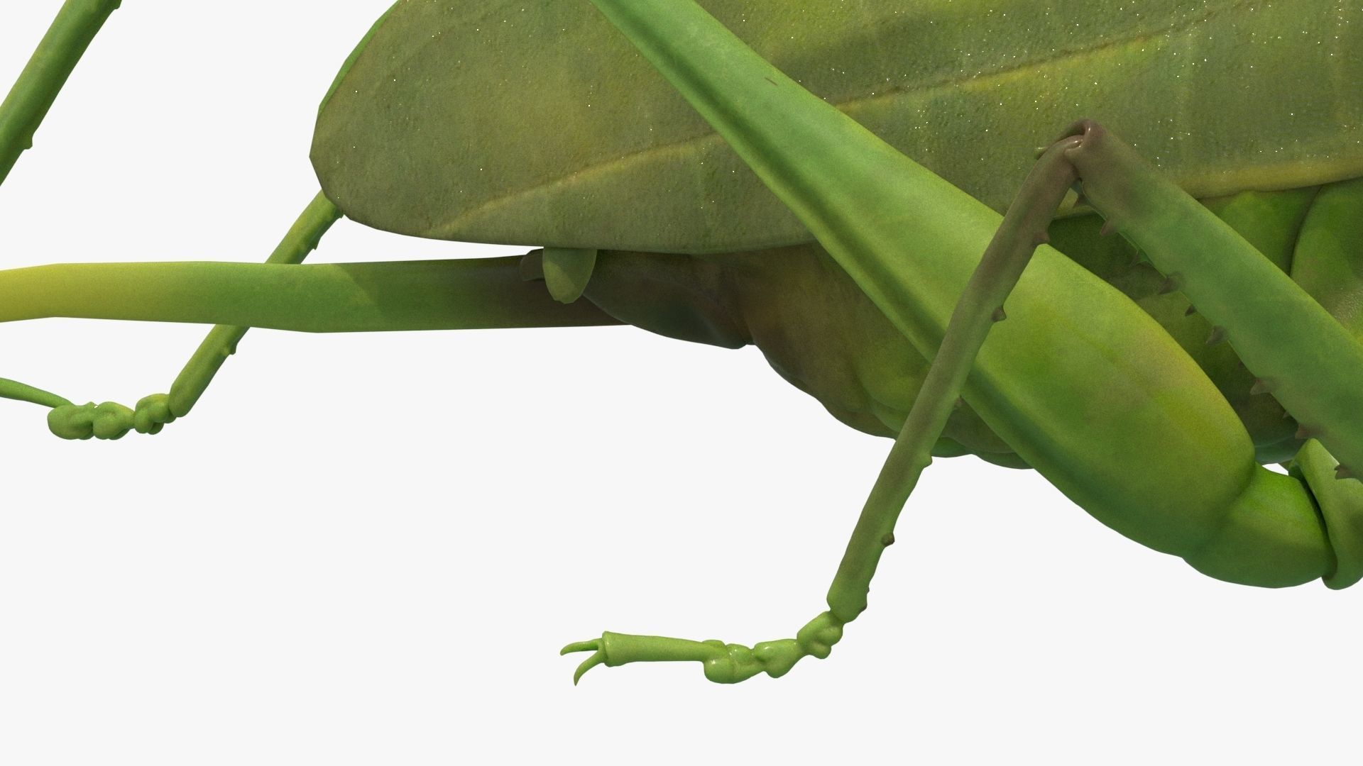 4K Katydid Low-poly 3D model_9