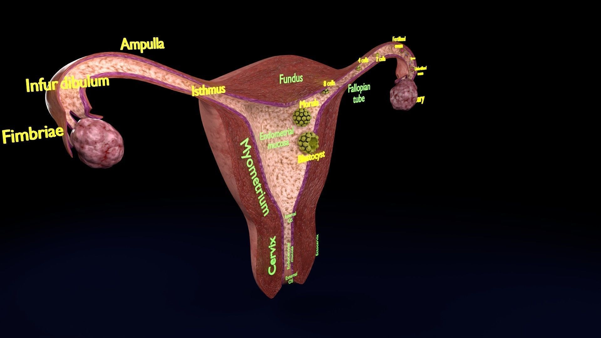 Fertilization stages of ovum 3D model_32