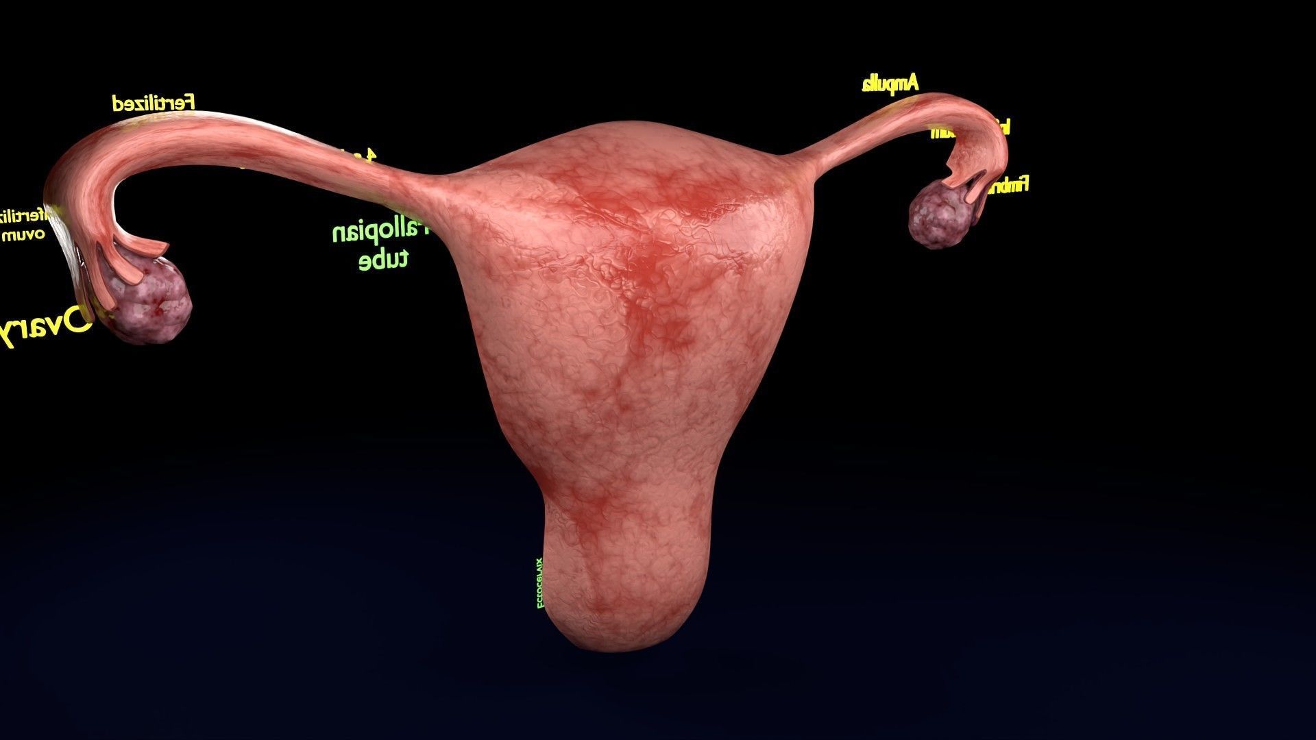 Fertilization stages of ovum 3D model_65