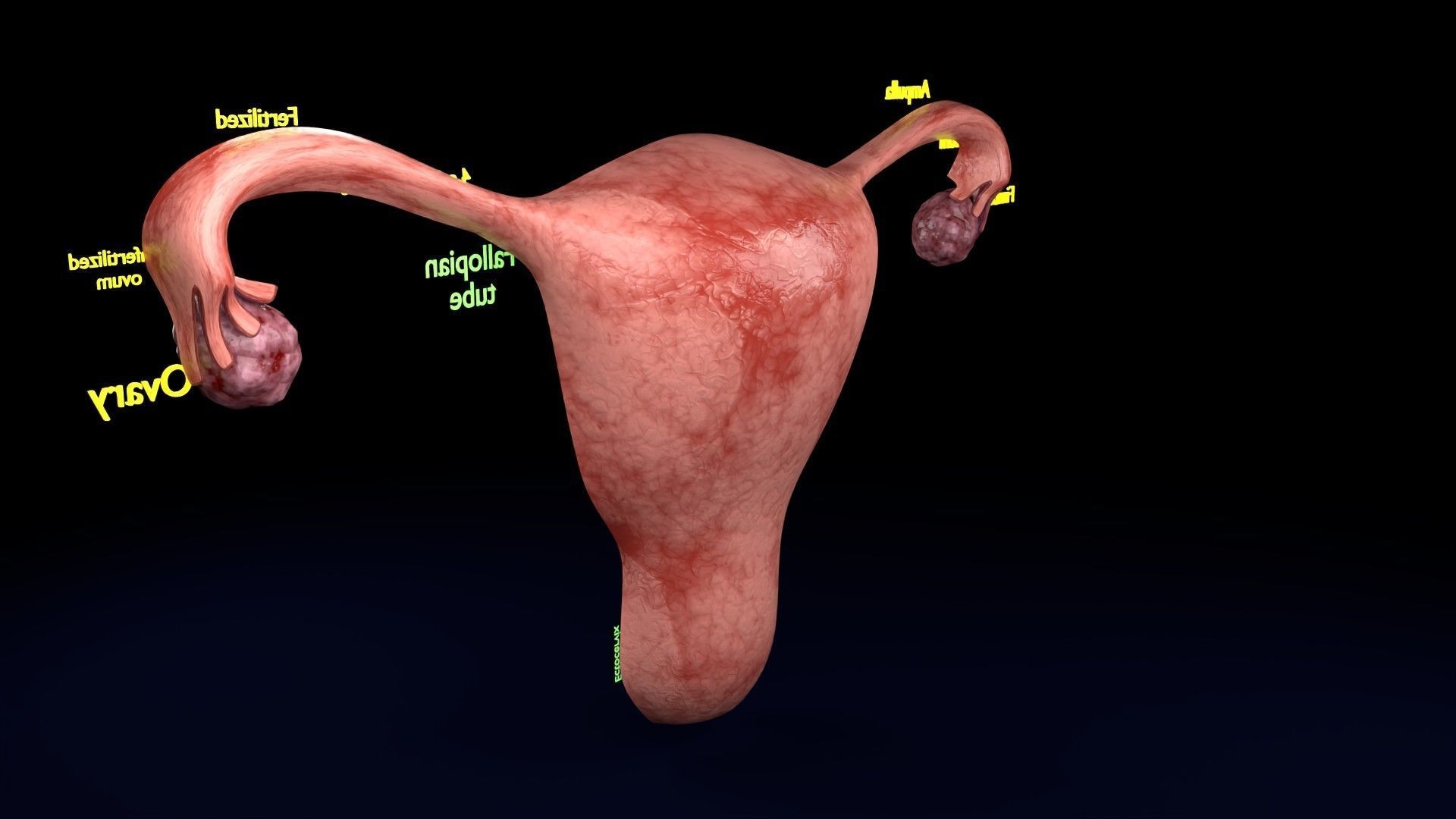 Fertilization stages of ovum 3D model_68