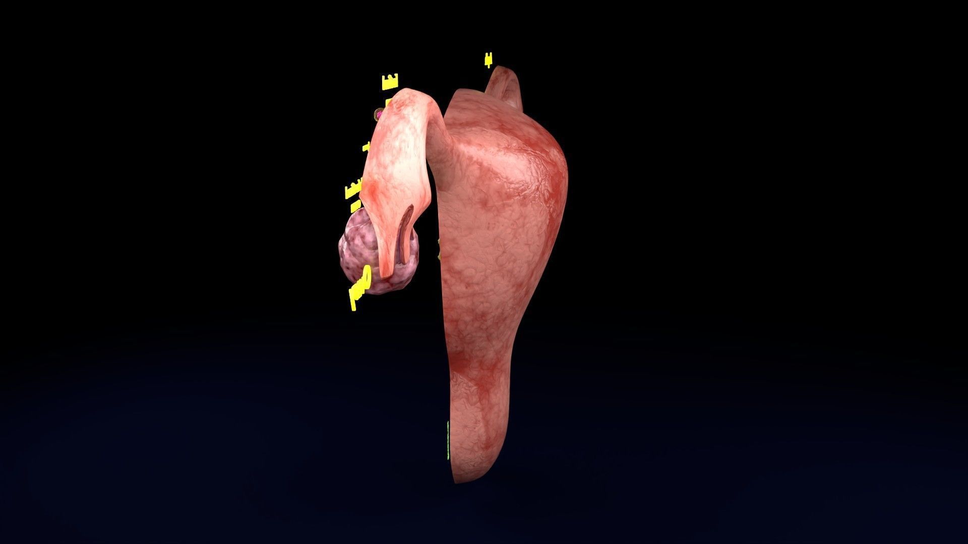 Fertilization stages of ovum 3D model_74
