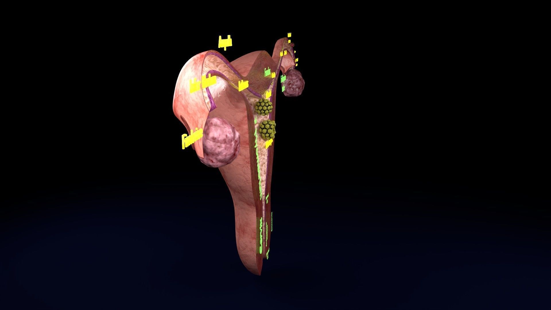 Fertilization stages of ovum 3D model_38