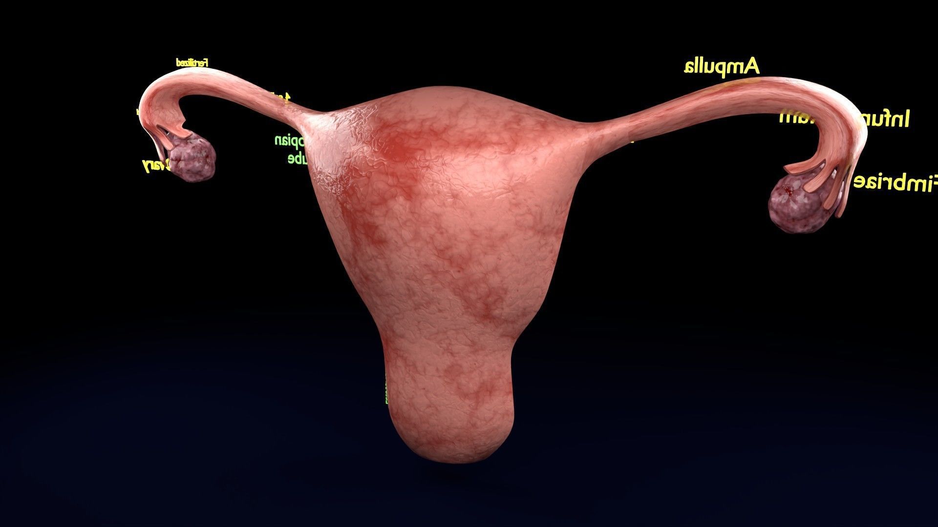 Fertilization stages of ovum 3D model_52