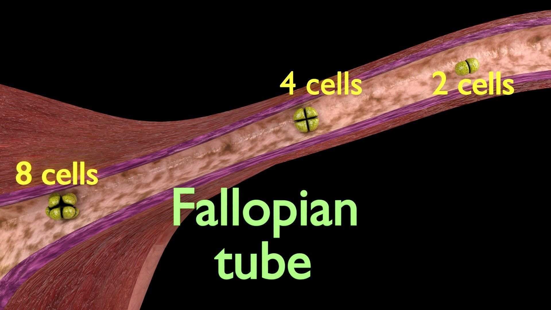 Fertilization stages of ovum 3D model_2