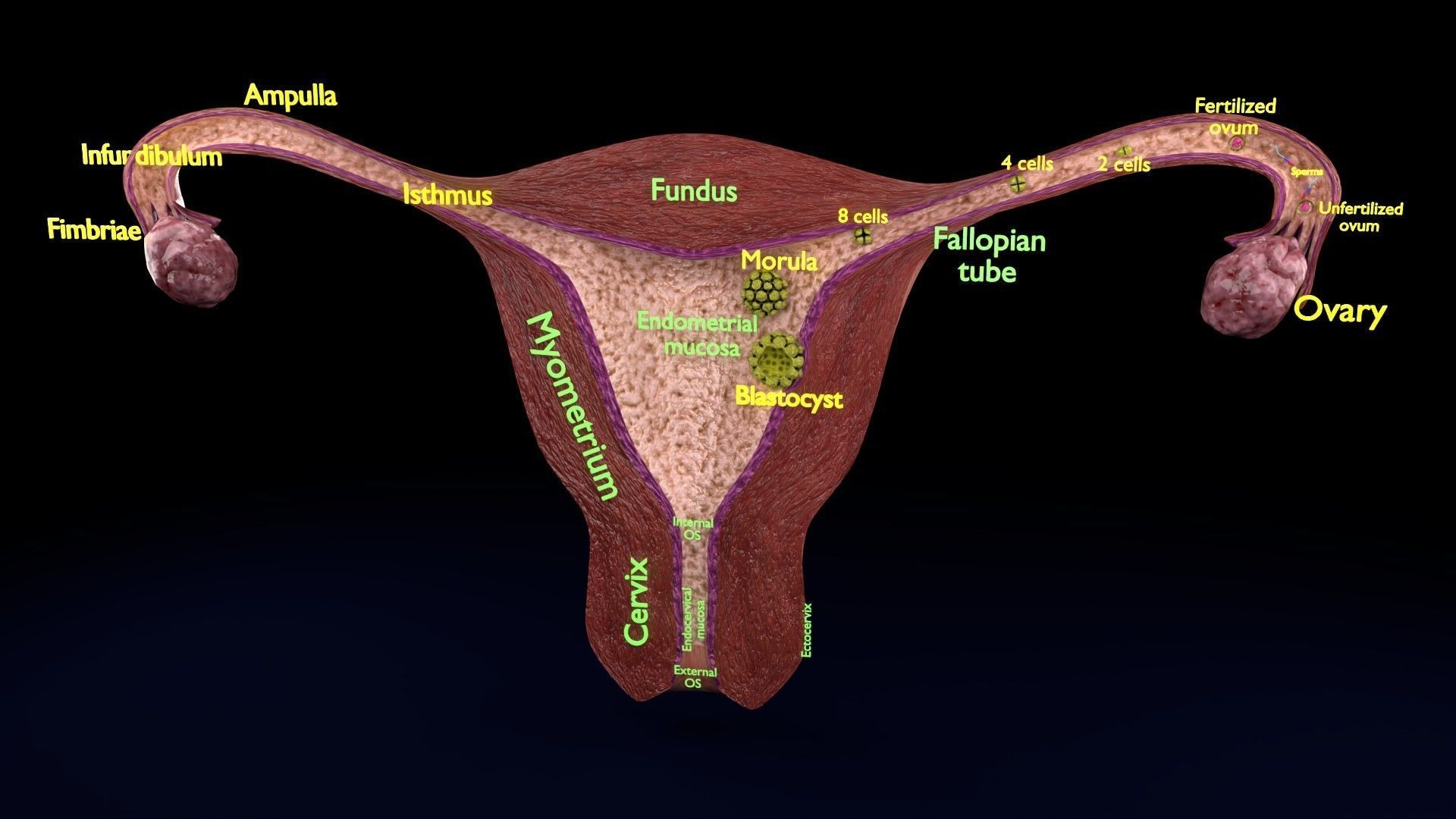 Fertilization stages of ovum 3D model_91