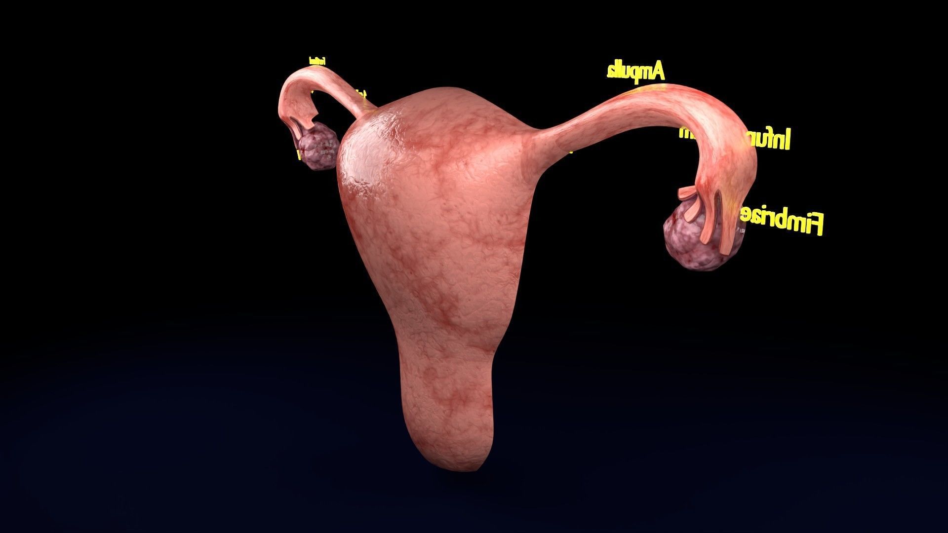 Fertilization stages of ovum 3D model_46