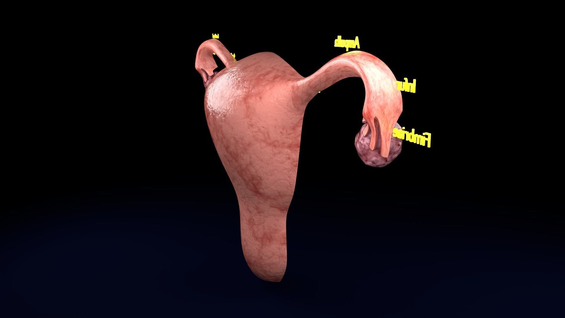 Fertilization stages of ovum 3D model_44
