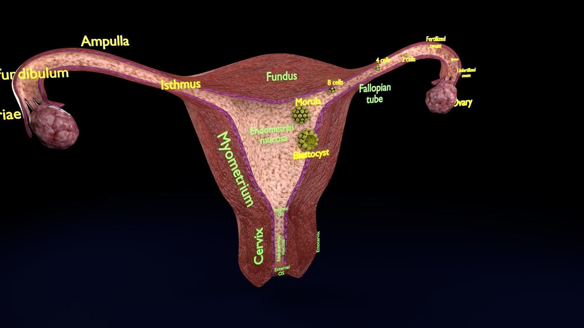 Fertilization stages of ovum 3D model_28