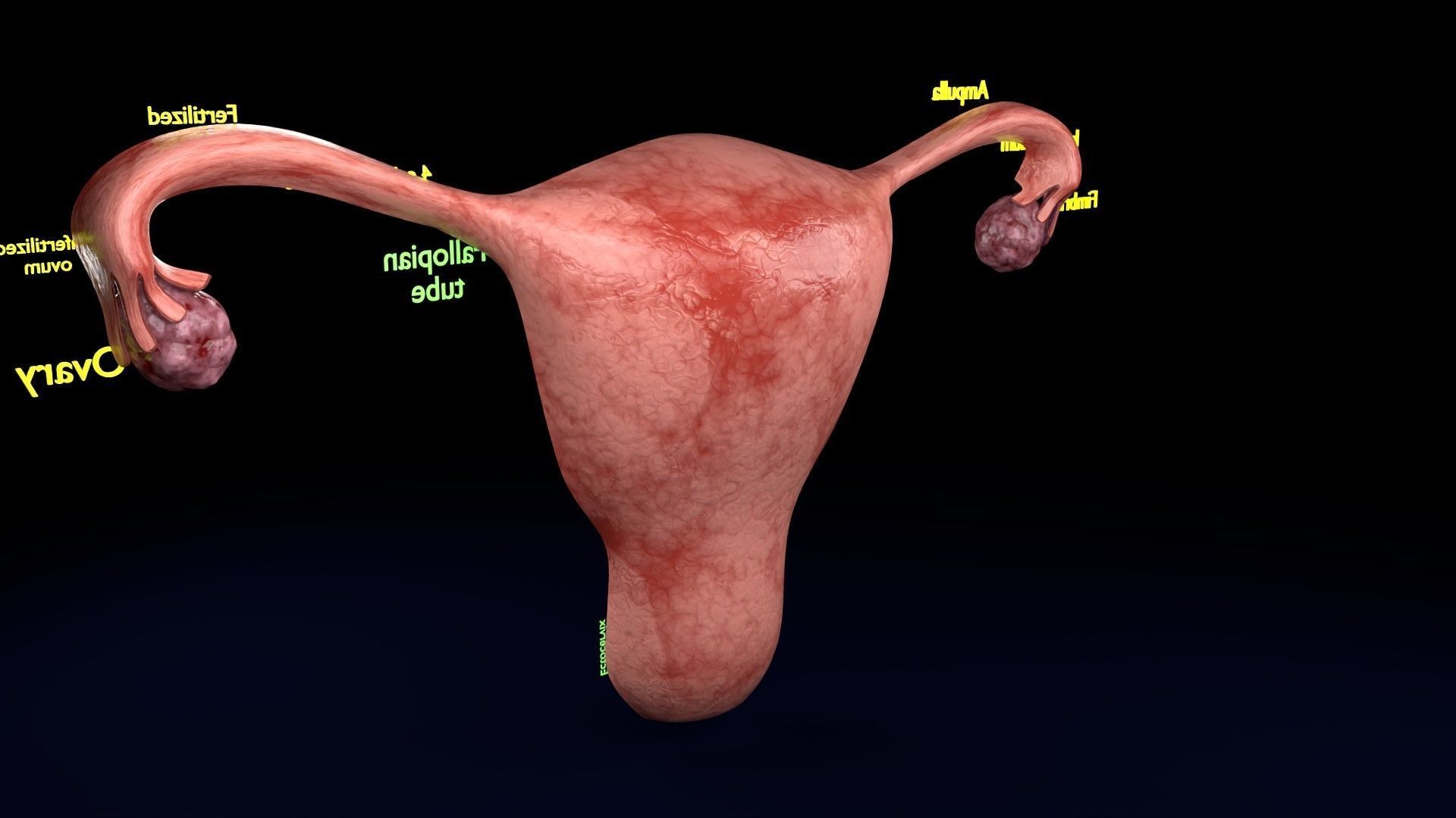 Fertilization stages of ovum 3D model_66