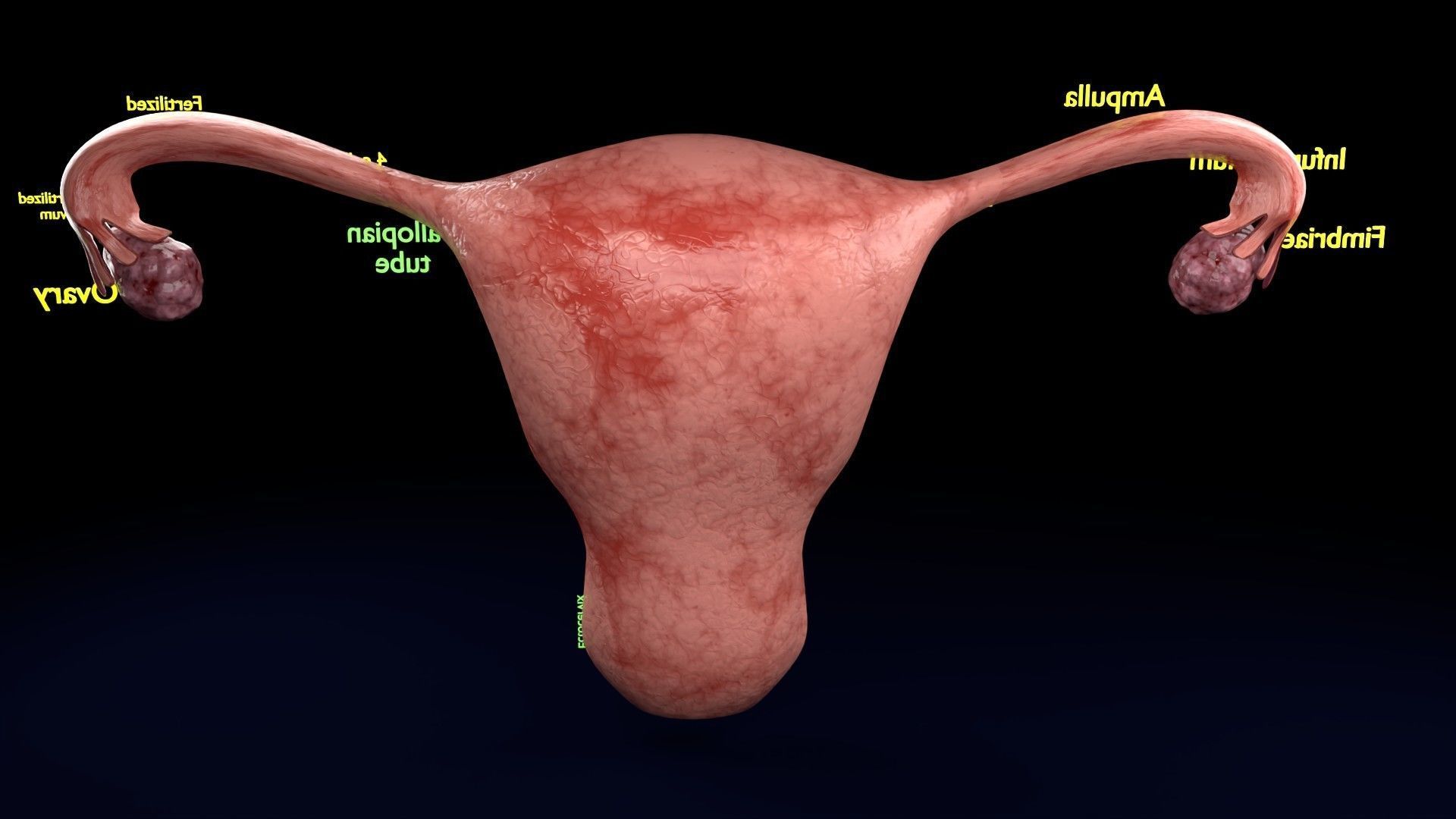 Fertilization stages of ovum 3D model_58