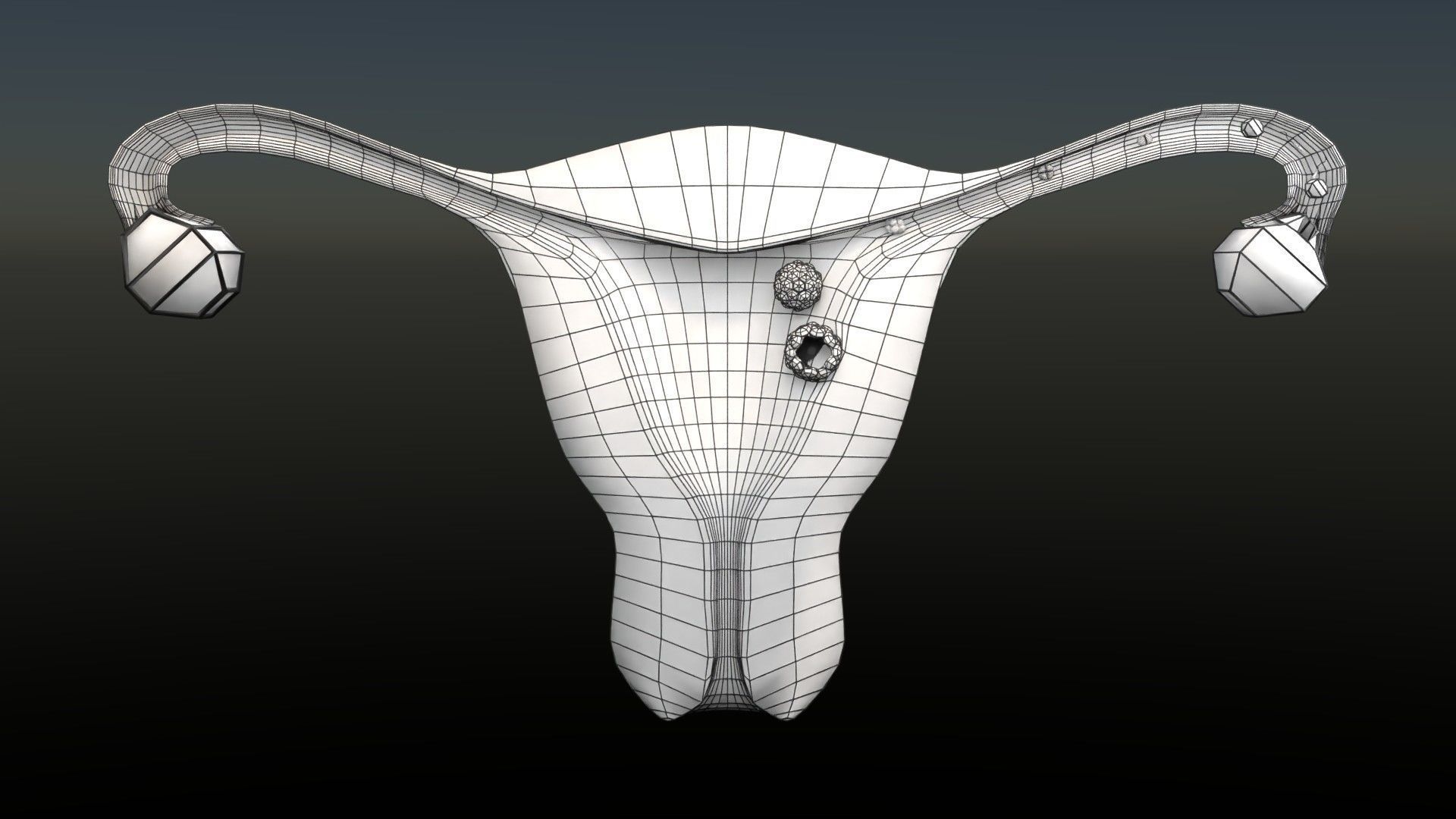 Fertilization stages of ovum 3D model_95