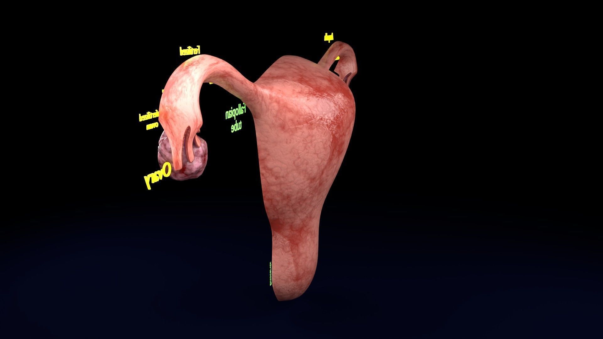 Fertilization stages of ovum 3D model_72
