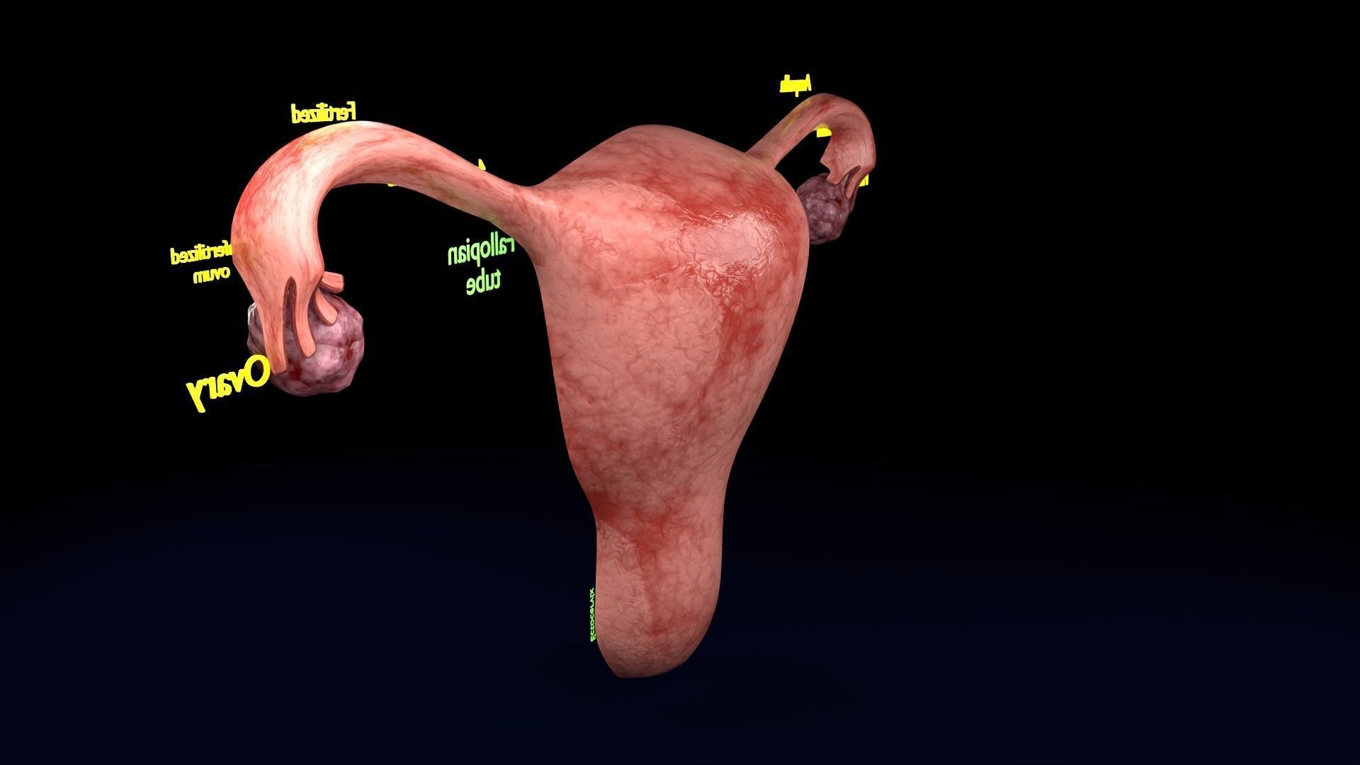 Fertilization stages of ovum 3D model_70