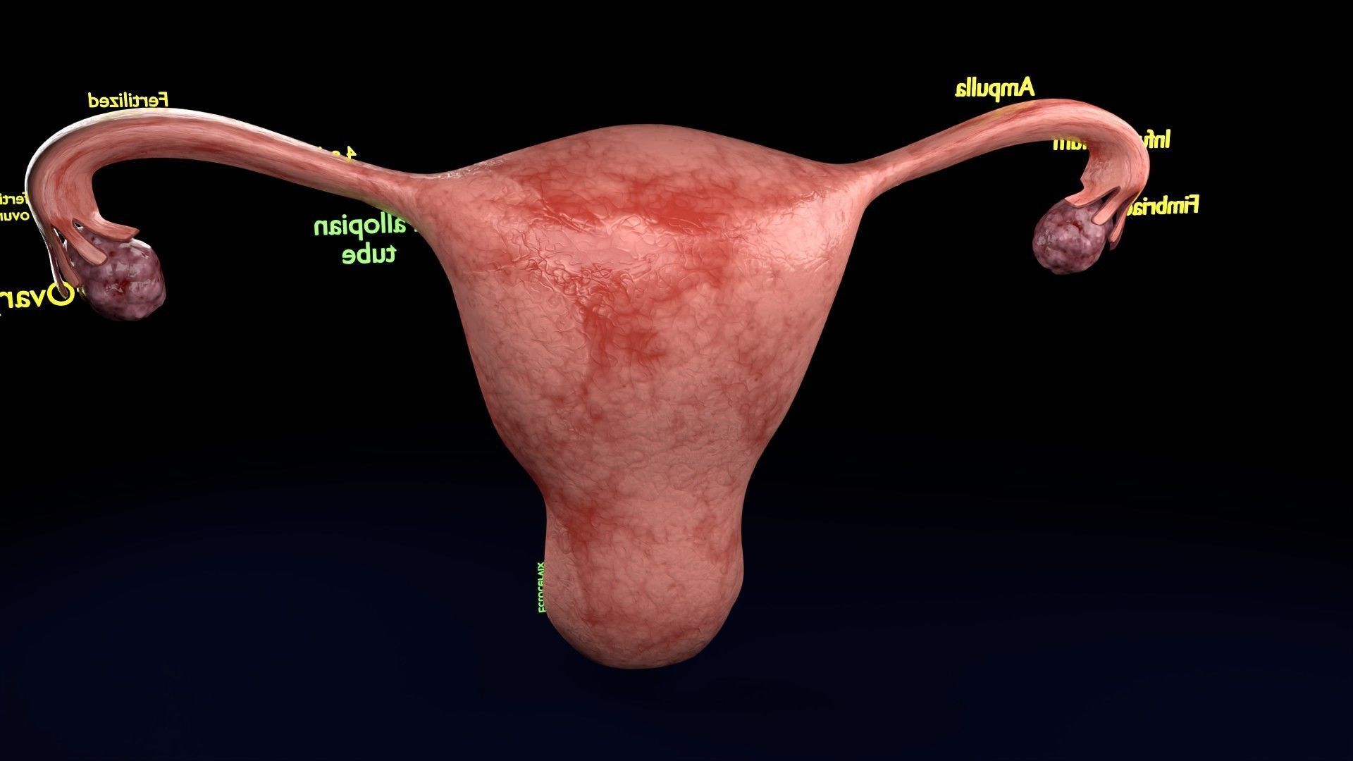 Fertilization stages of ovum 3D model_61
