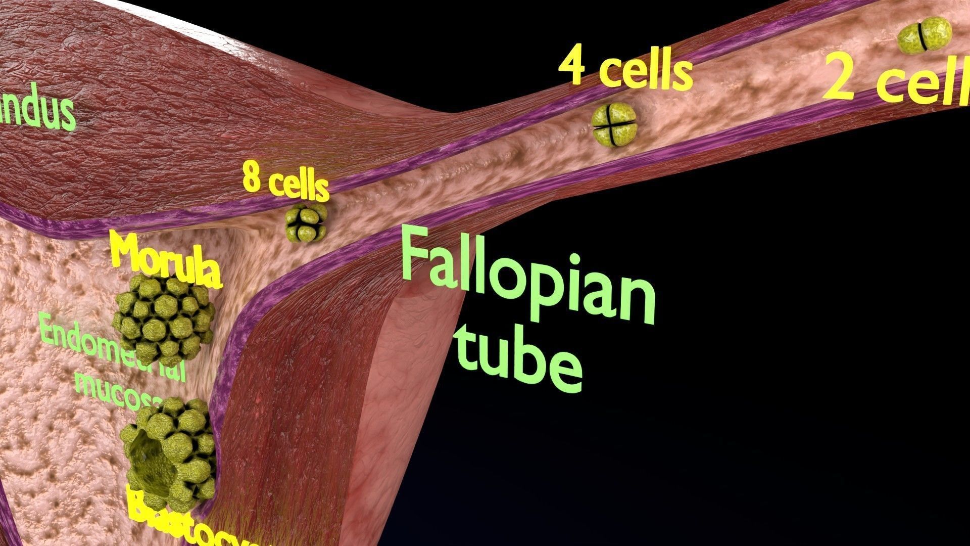 Fertilization stages of ovum 3D model_17
