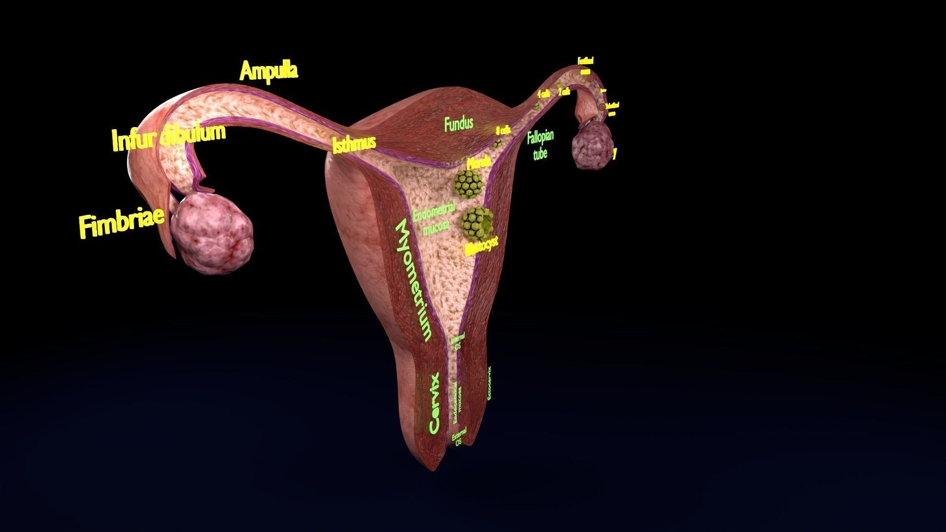 Fertilization stages of ovum 3D model_34