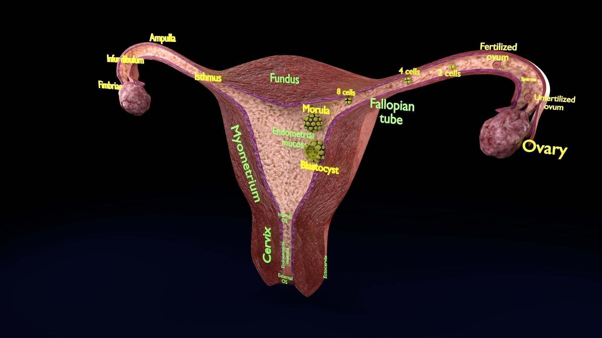 Fertilization stages of ovum 3D model_86