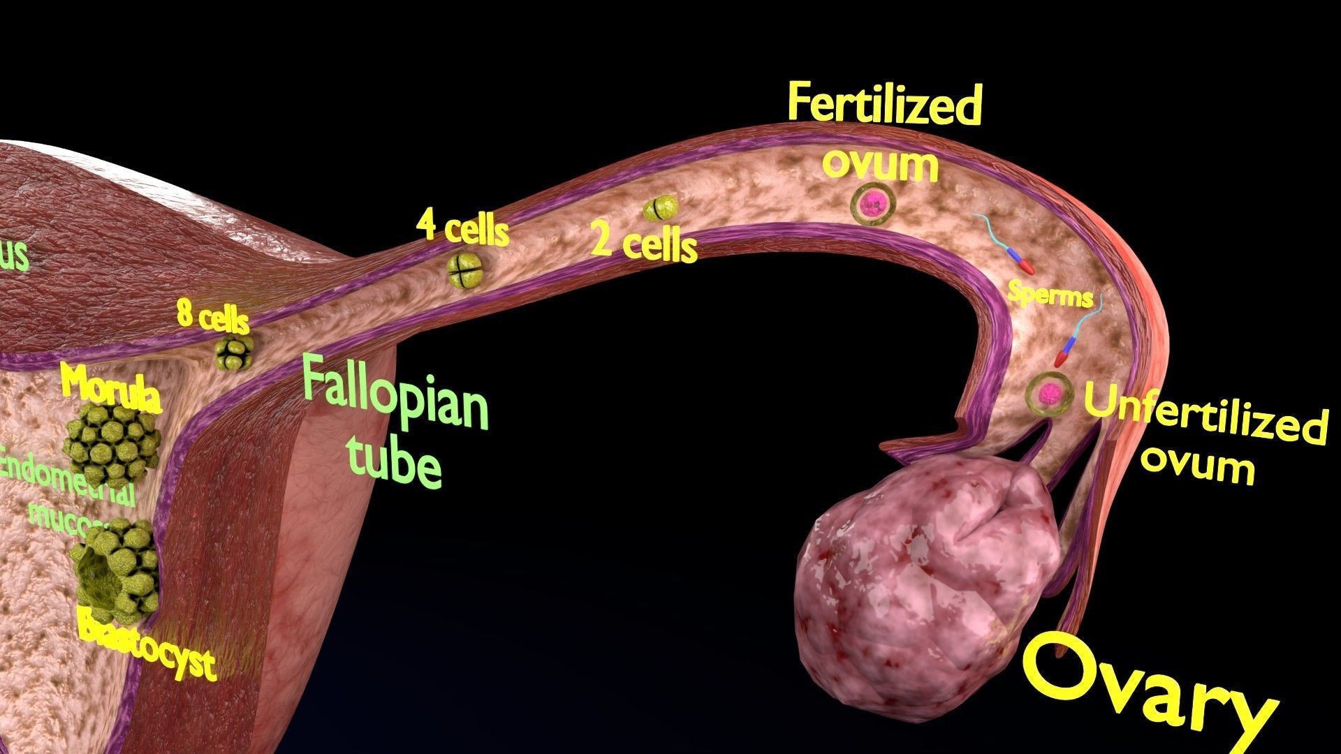 Fertilization stages of ovum 3D model_20