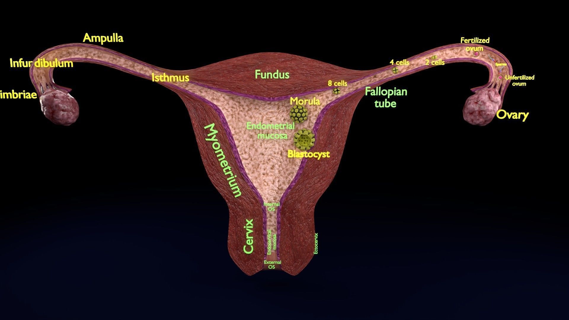 Fertilization stages of ovum 3D model_93