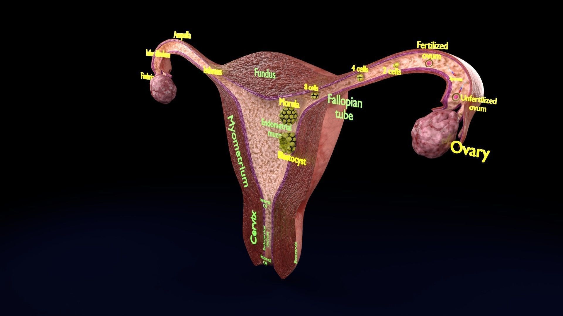 Fertilization stages of ovum 3D model_83