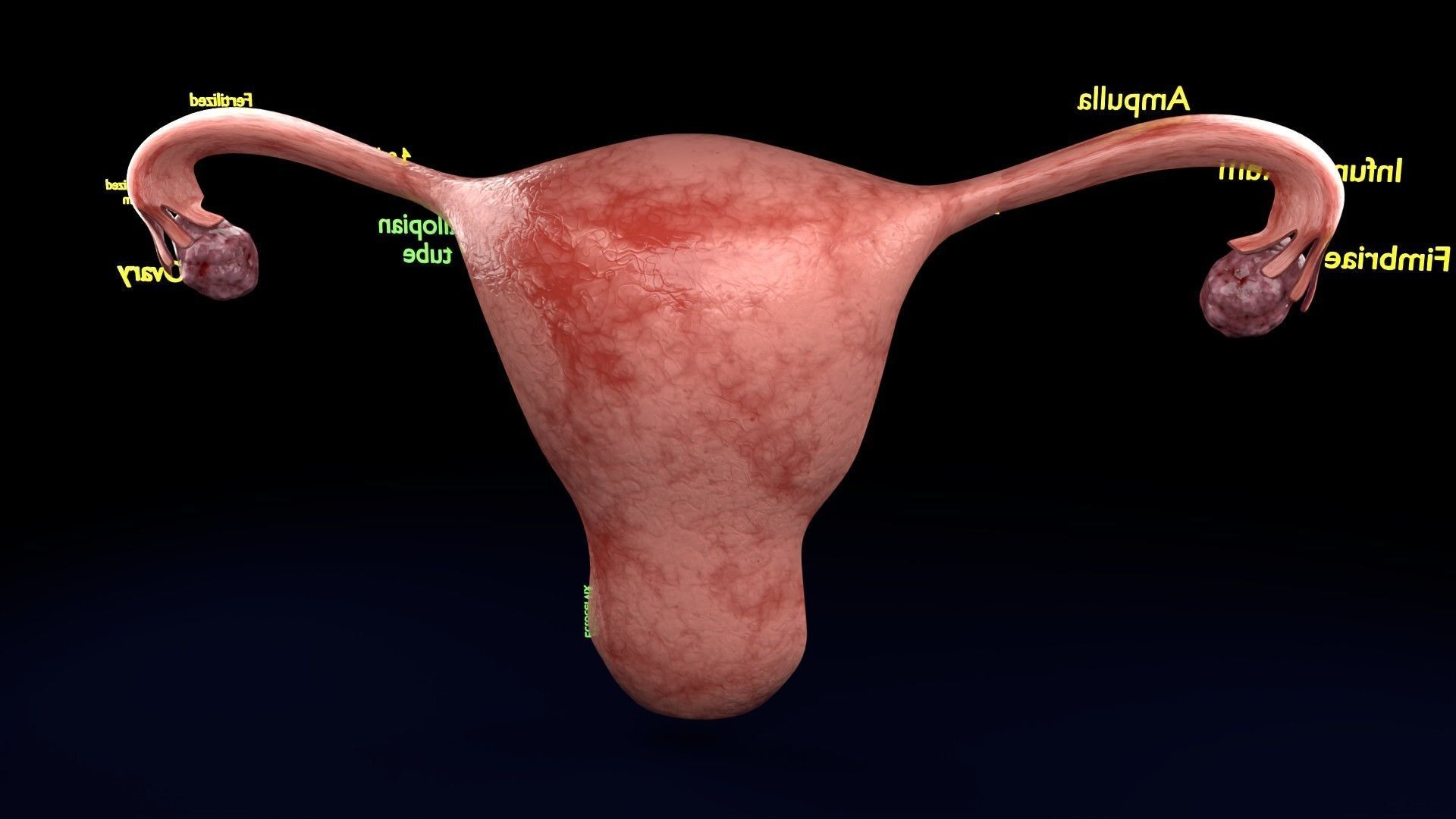 Fertilization stages of ovum 3D model_55