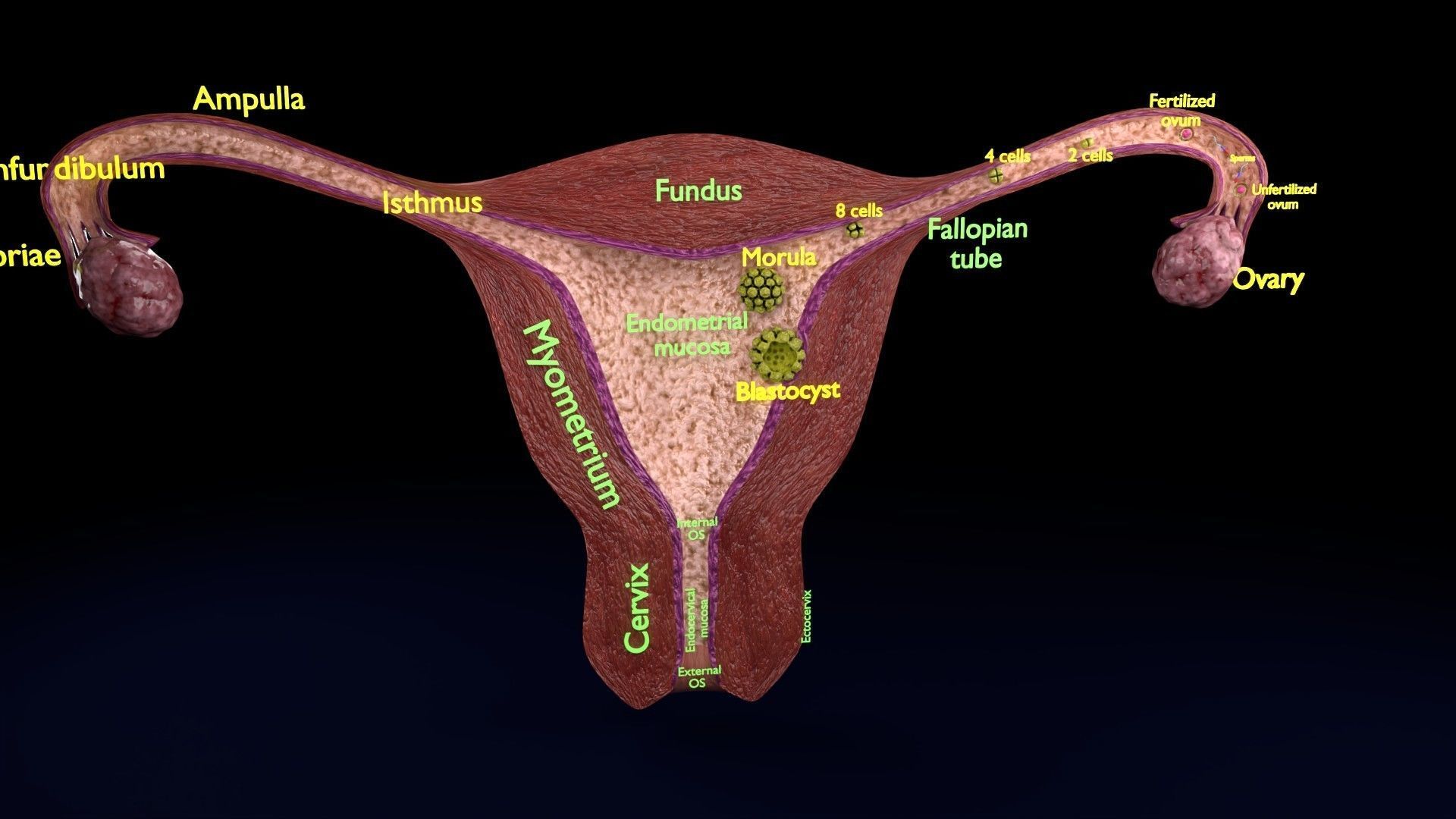 Fertilization stages of ovum 3D model_24