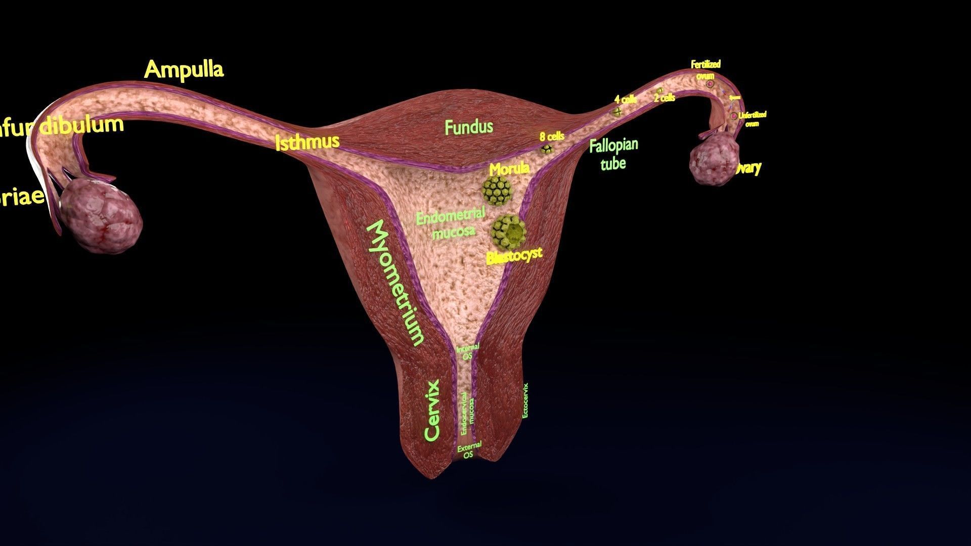 Fertilization stages of ovum 3D model_29