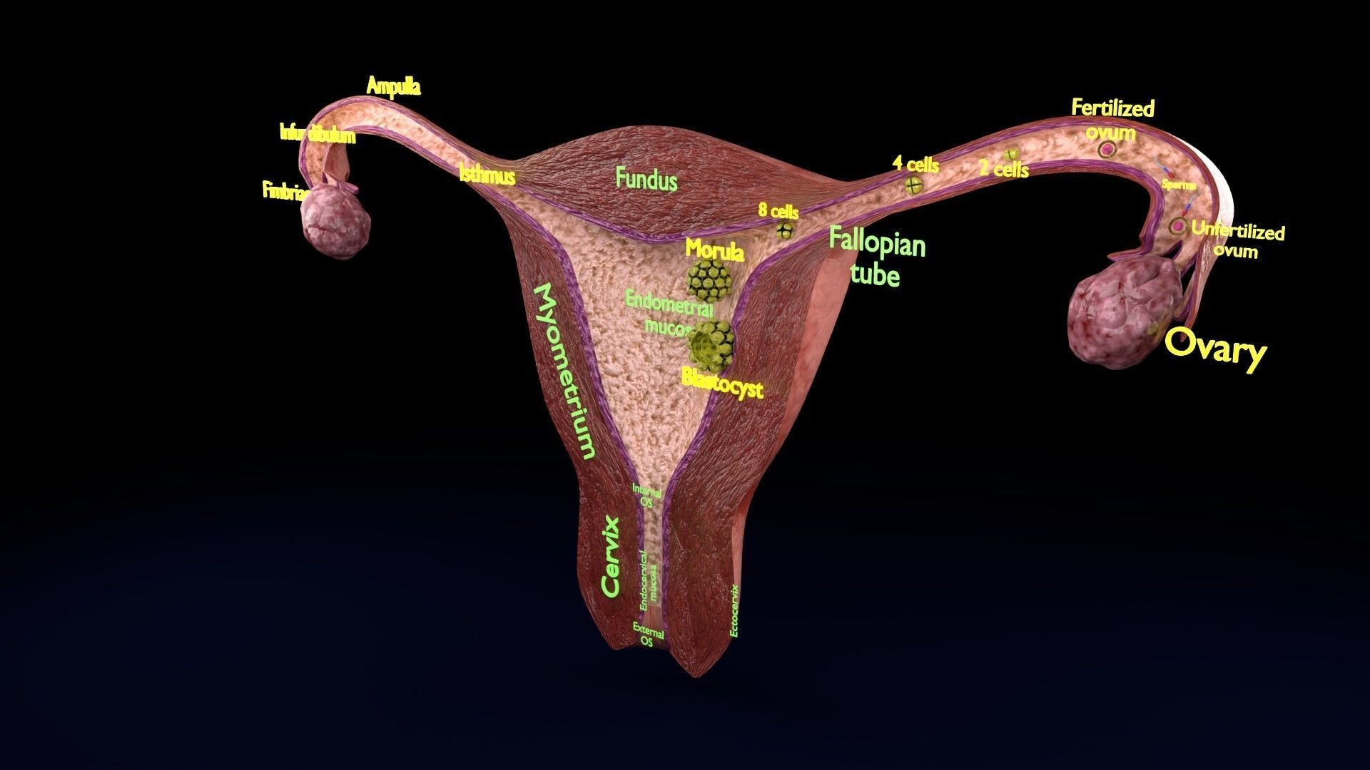 Fertilization stages of ovum 3D model_85
